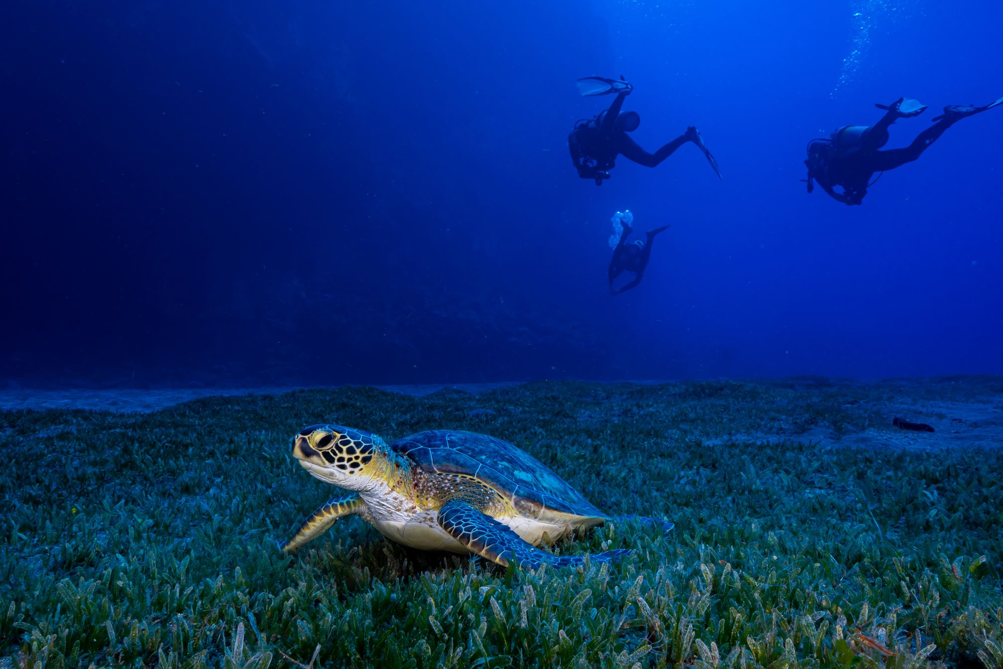 Sea Saba Deep Reefs