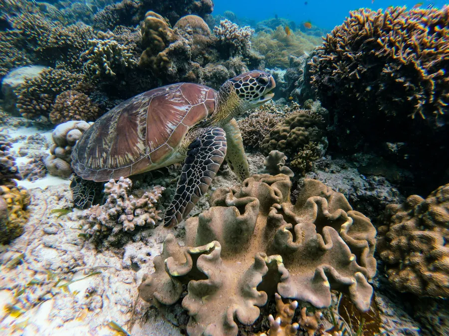 Diving Anguilla